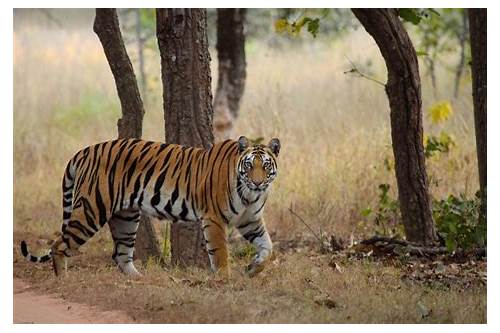 Bandhavgarh National Park