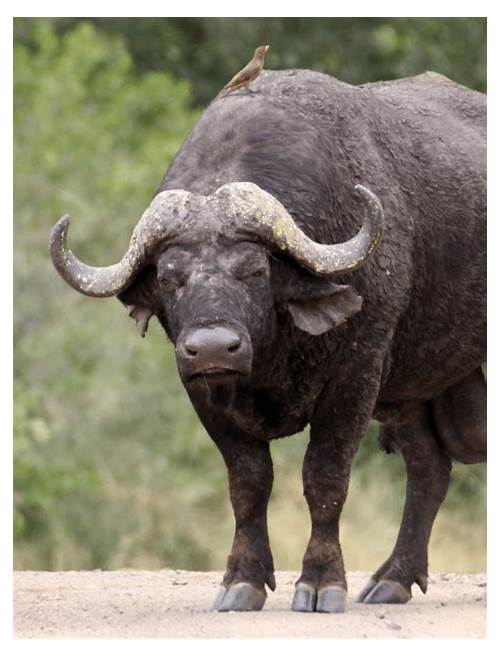Buffalo